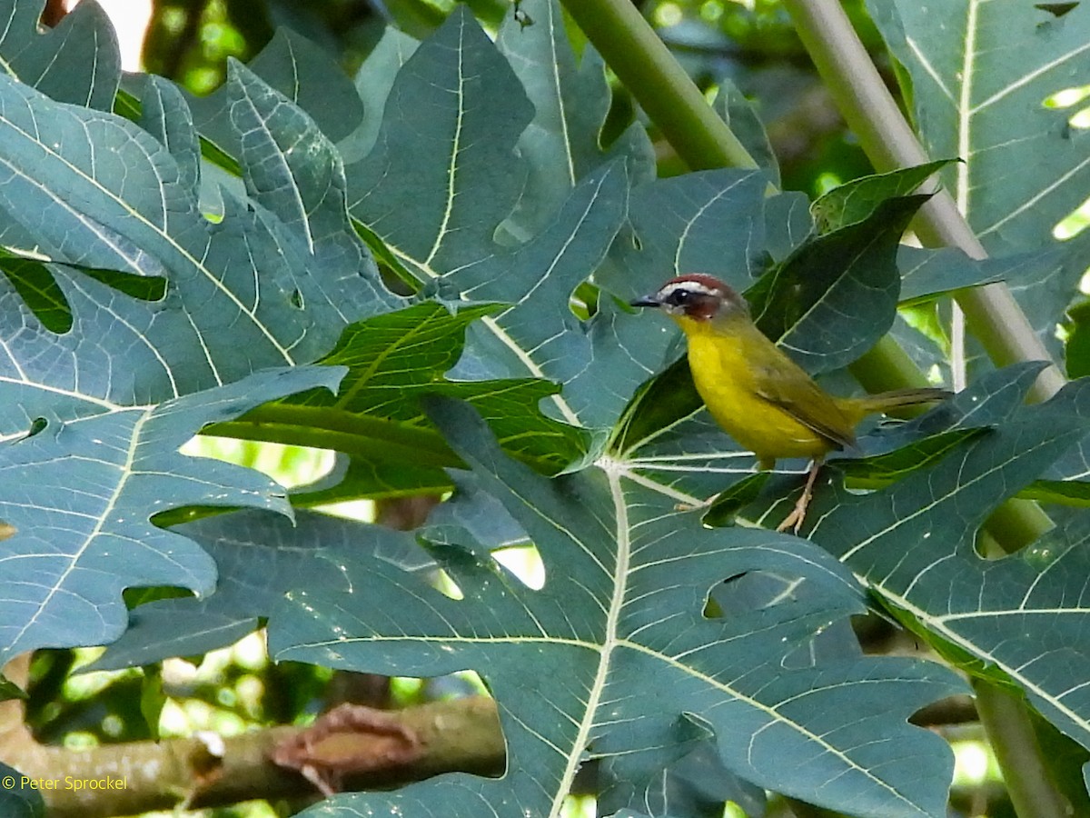 Chestnut-capped Warbler - ML644628728