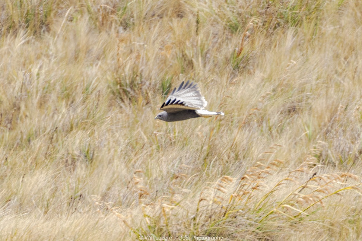 セアカノスリ - ML644628729