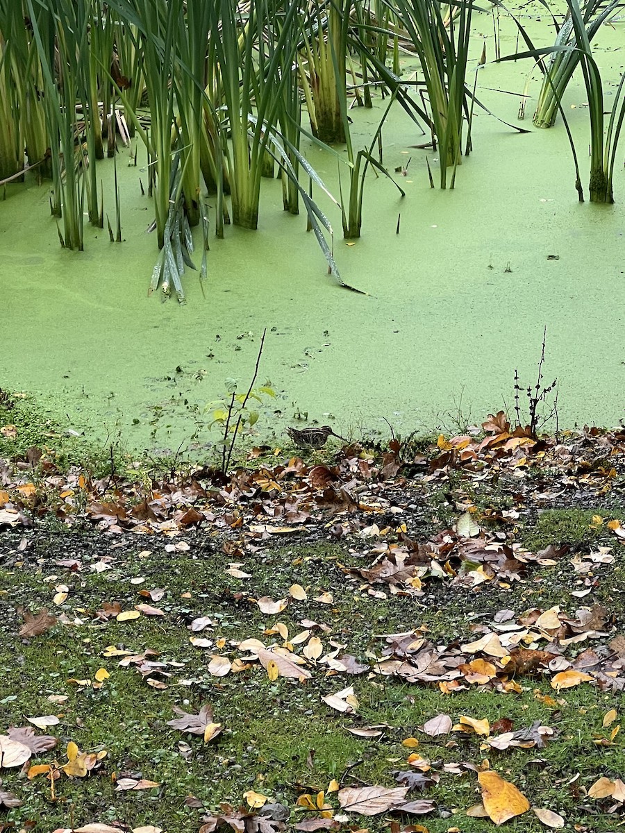 アメリカタシギ - ML644628730