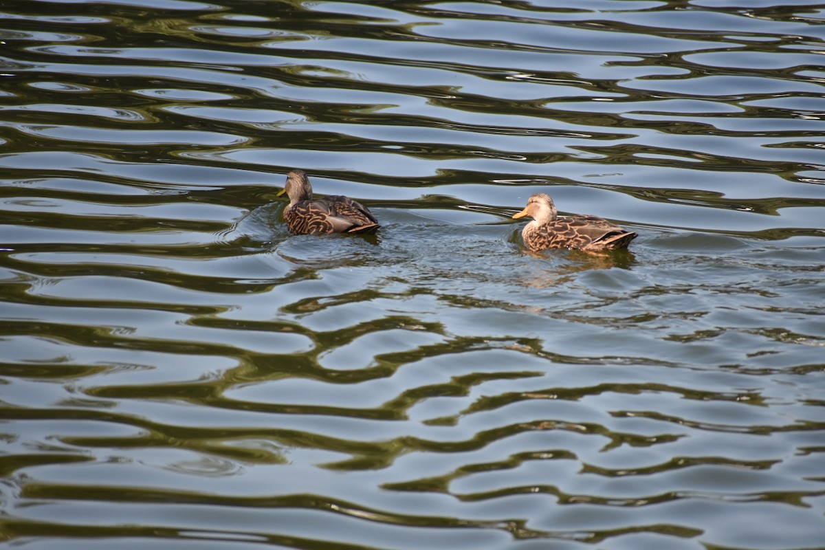 メキシコガモ - ML644628731