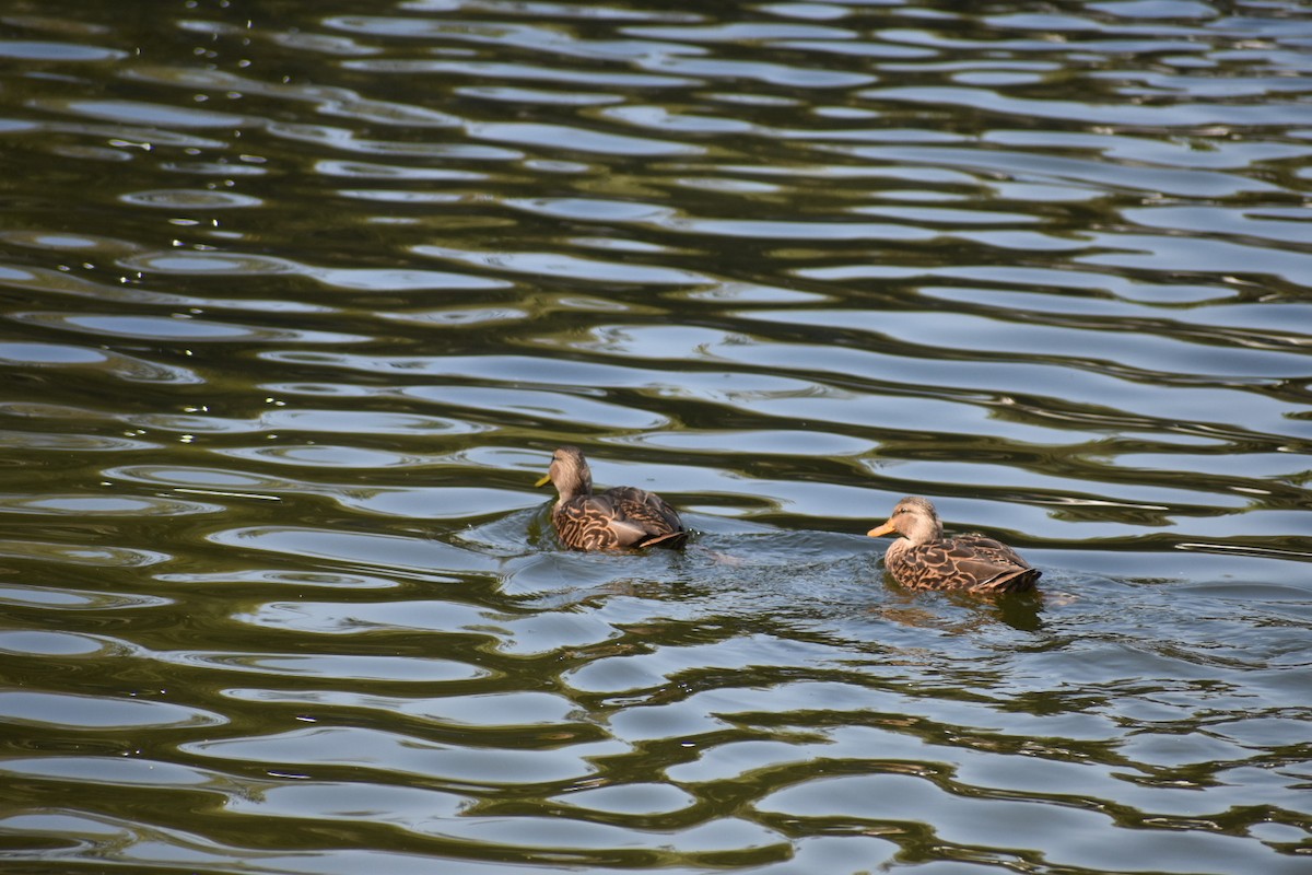 メキシコガモ - ML644628732