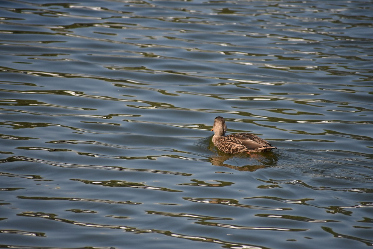 メキシコガモ - ML644628733