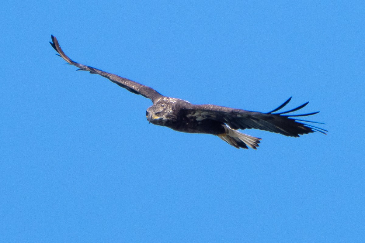 ハクトウワシ - ML644628735