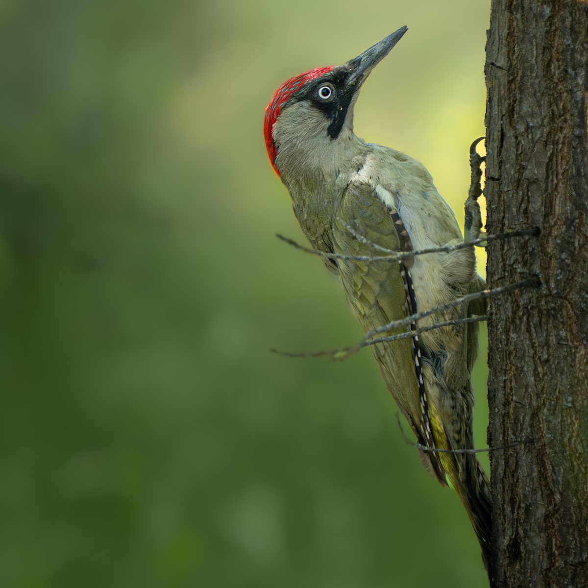 ヨーロッパアオゲラ - ML644628736