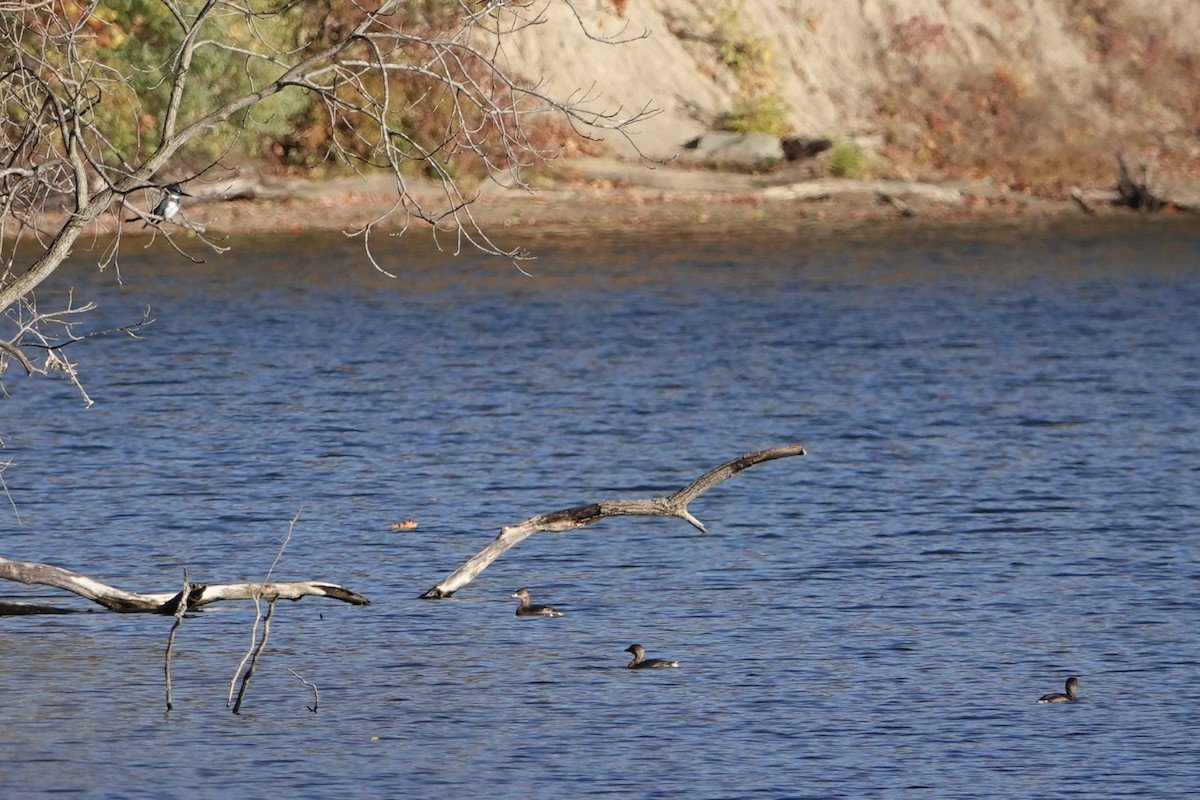 オビハシカイツブリ - ML644628739