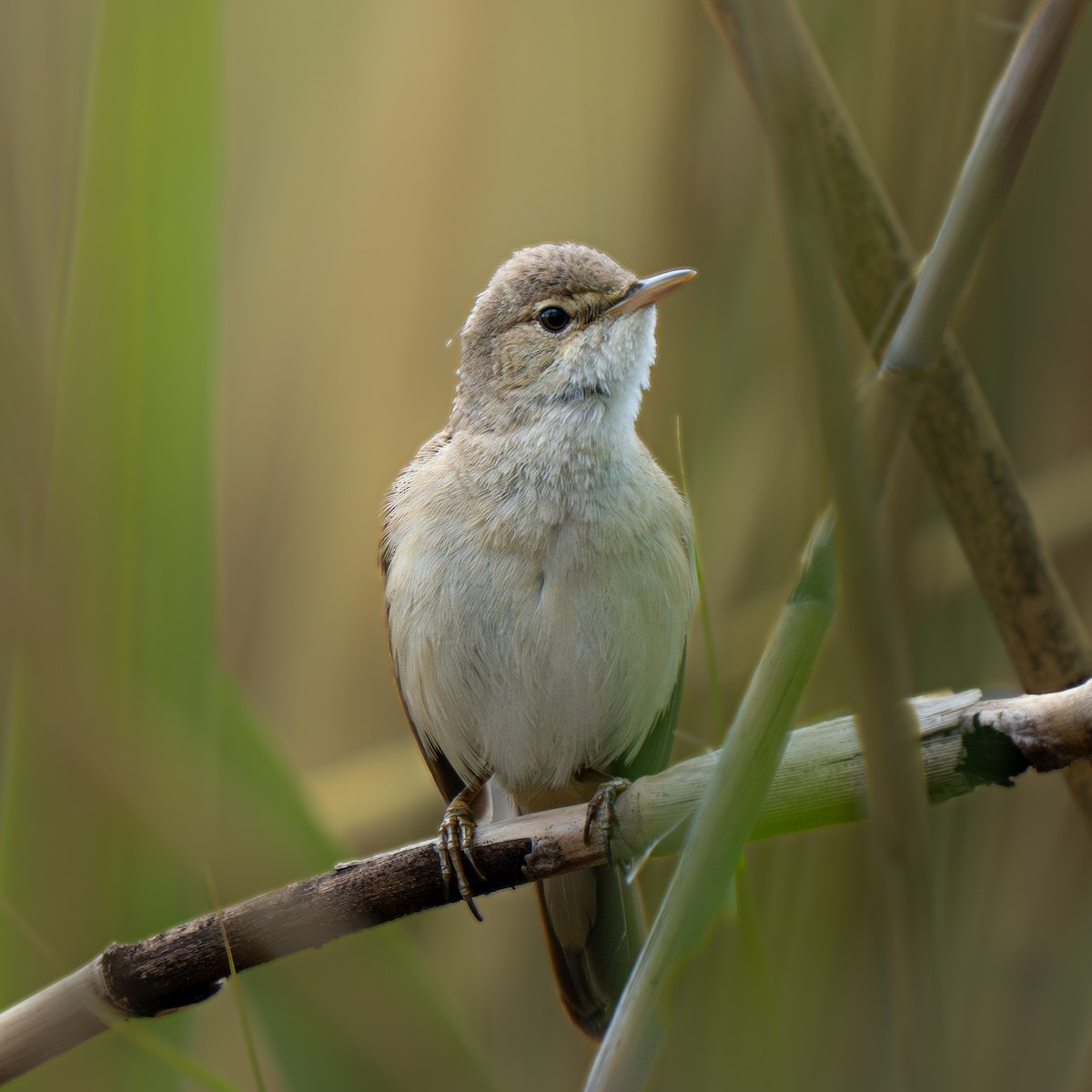 ヨーロッパヨシキリ - ML644628740