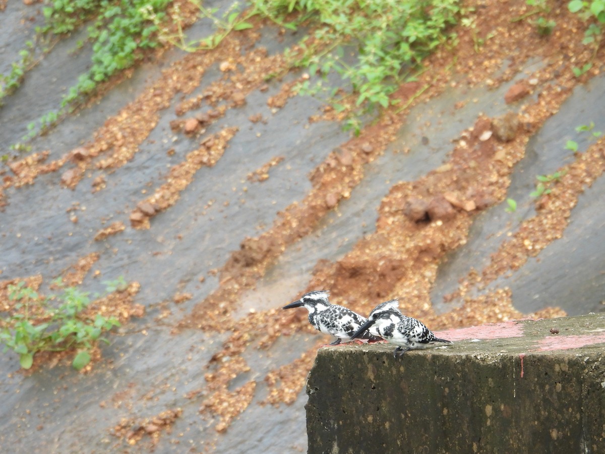 Pied Kingfisher - ML644628741
