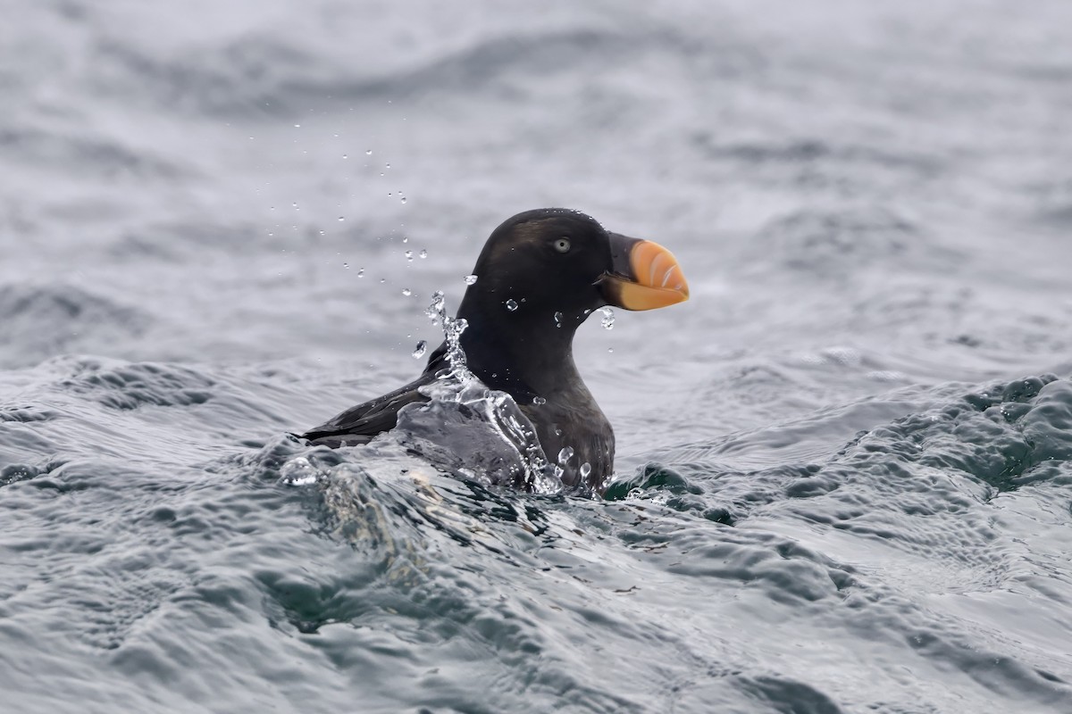 エトピリカ - ML644628742