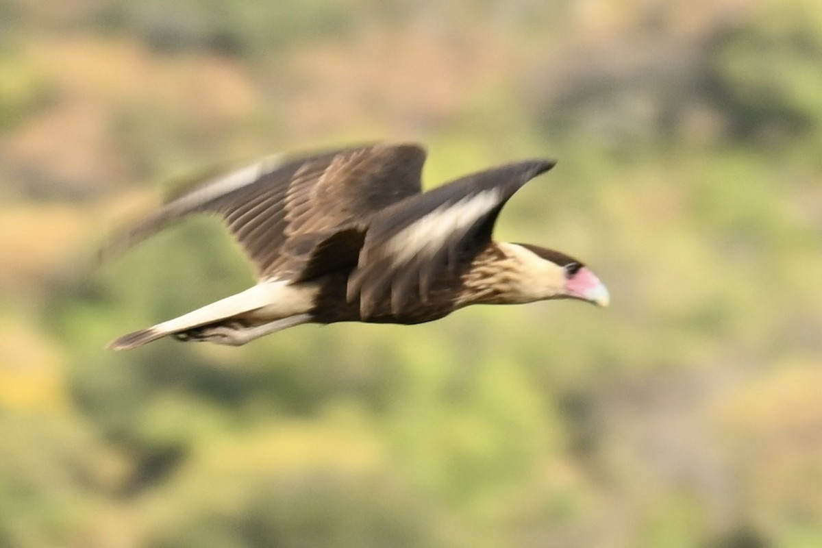 ミナミカラカラ - ML644628743