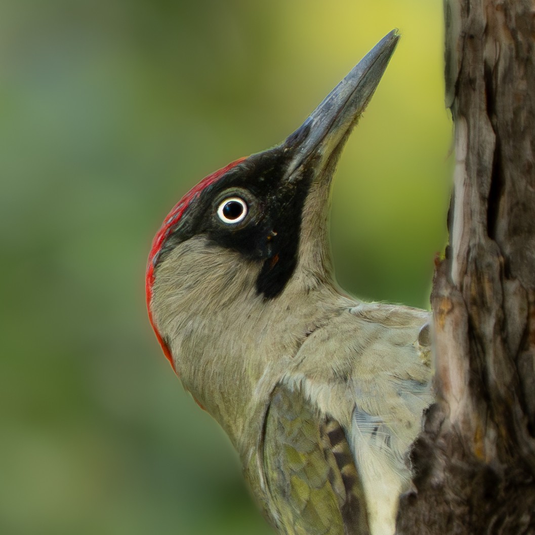 ヨーロッパアオゲラ - ML644628744