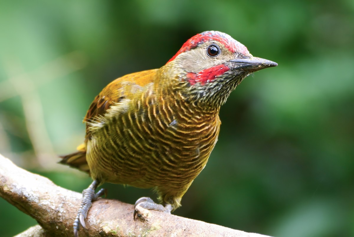 キンバネモリゲラ - ML644628745