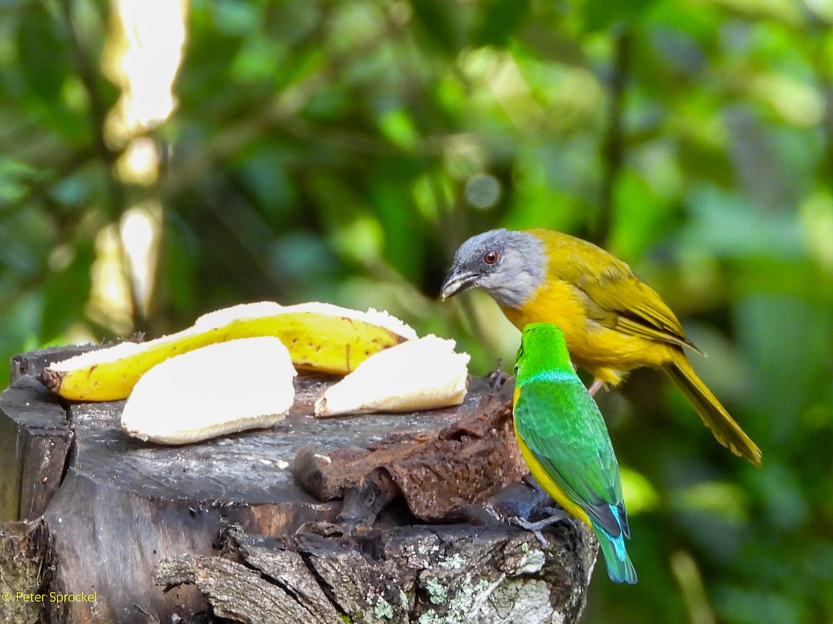 カンムリフウキンチョウ - ML644628749