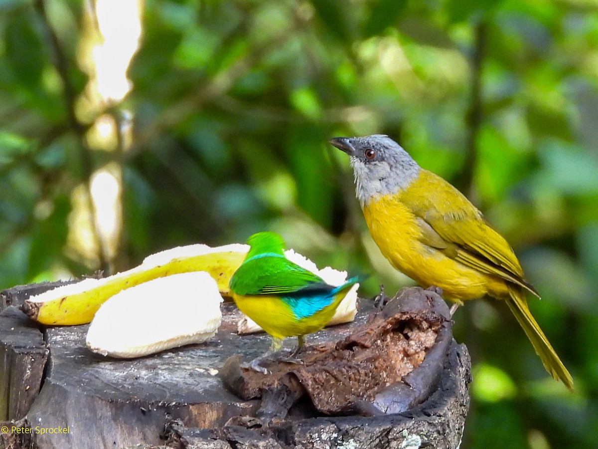 カンムリフウキンチョウ - ML644628750