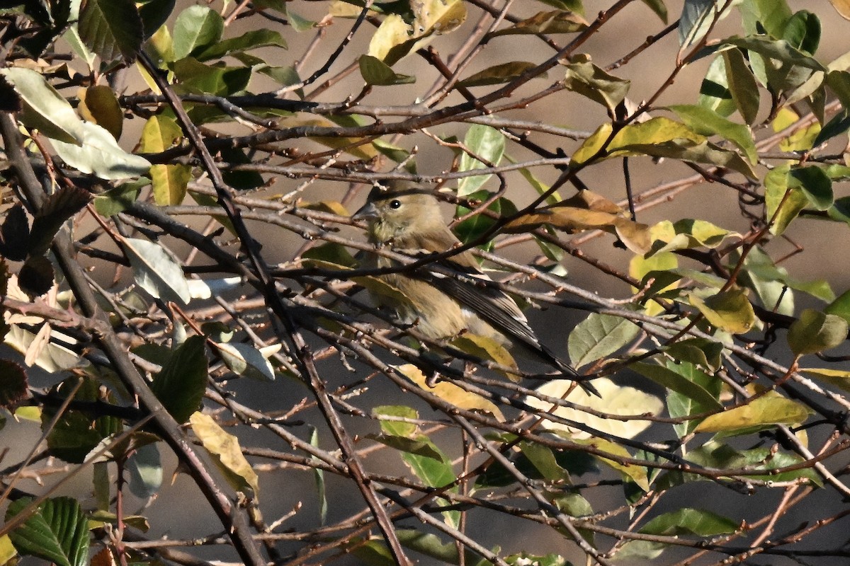 オウゴンヒワ - ML644628751