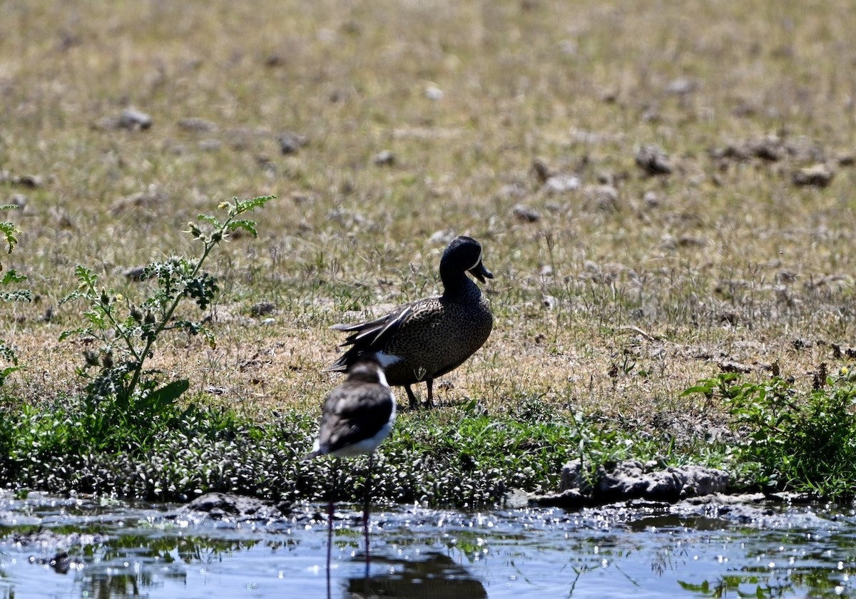 ミカヅキシマアジ - ML644628752