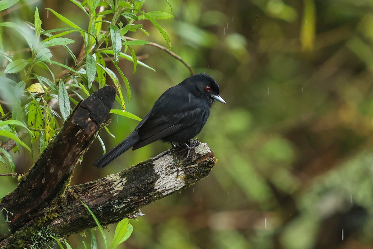 クロタイランチョウ - ML644628756