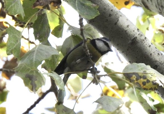 Cinciarella - ML644628763