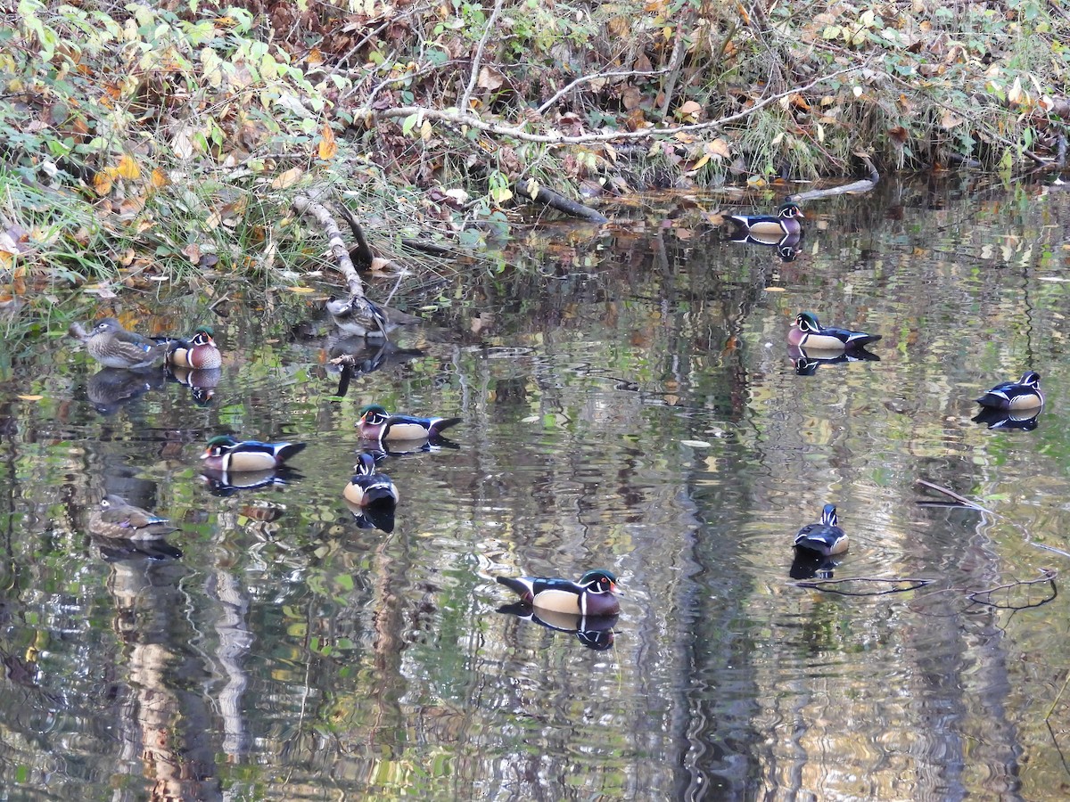 美洲鴛鴦 - ML644628765