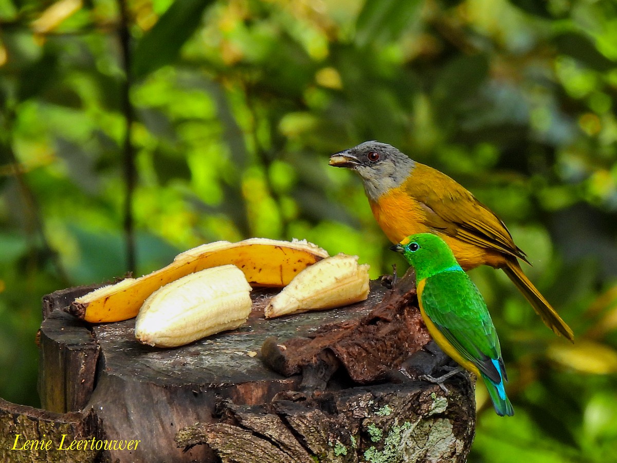 gråhodetanagar - ML644628767