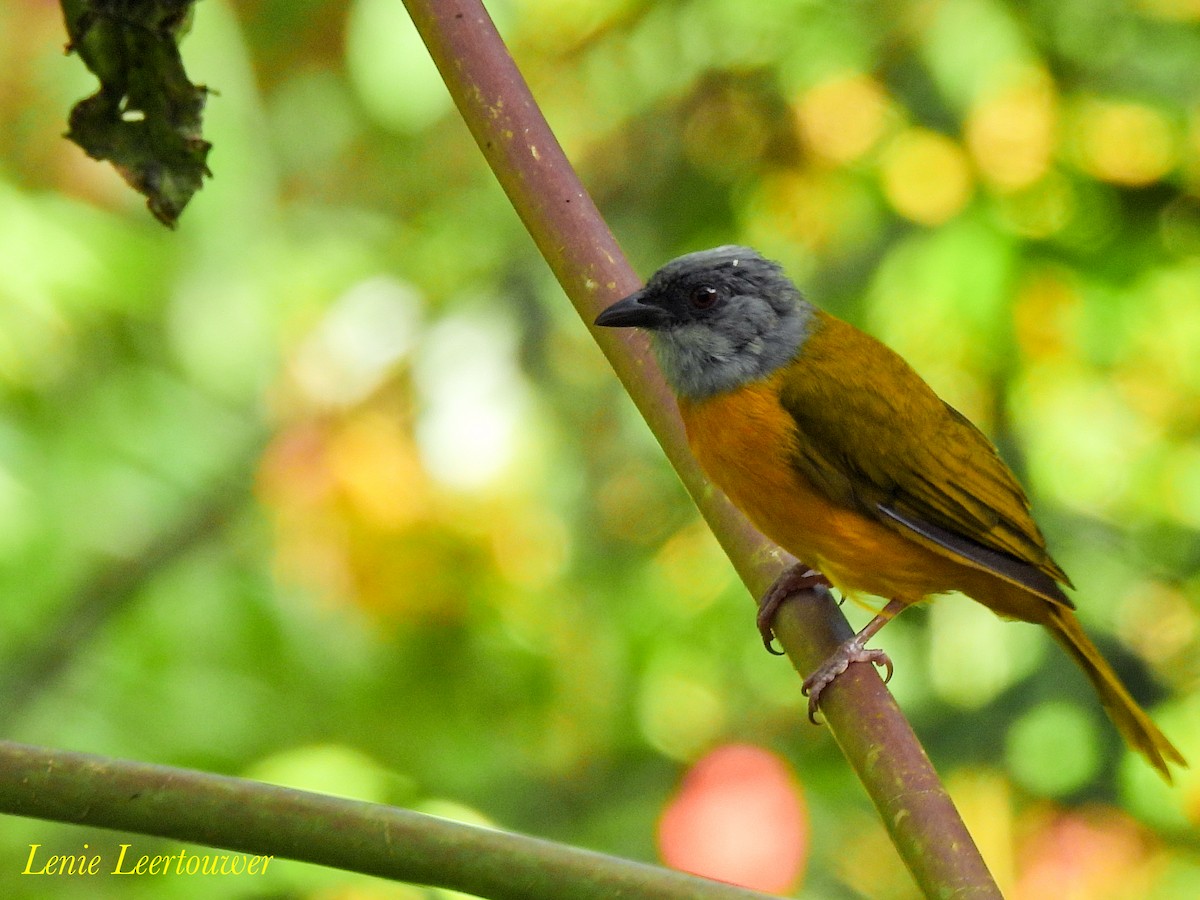 gråhodetanagar - ML644628768