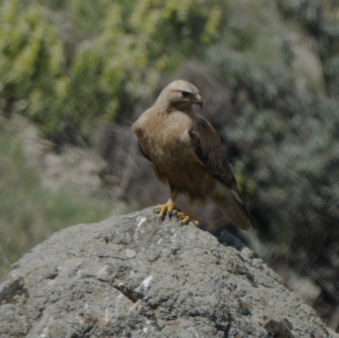 Long-legged Buzzard - ML644628771
