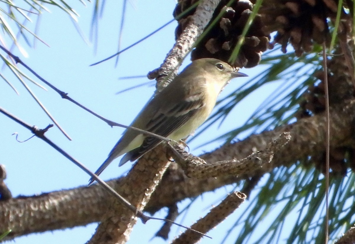 Пісняр-лісовик сосновий - ML644628779