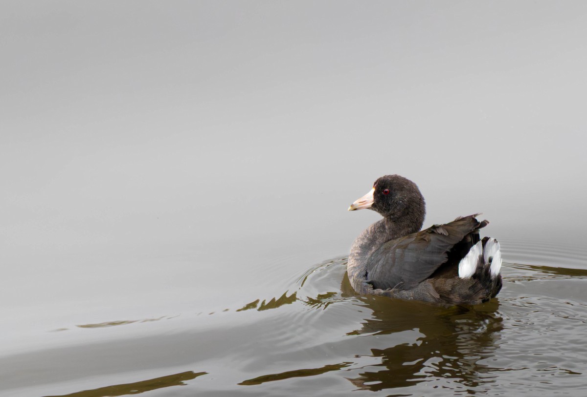 American Coot - ML644628782