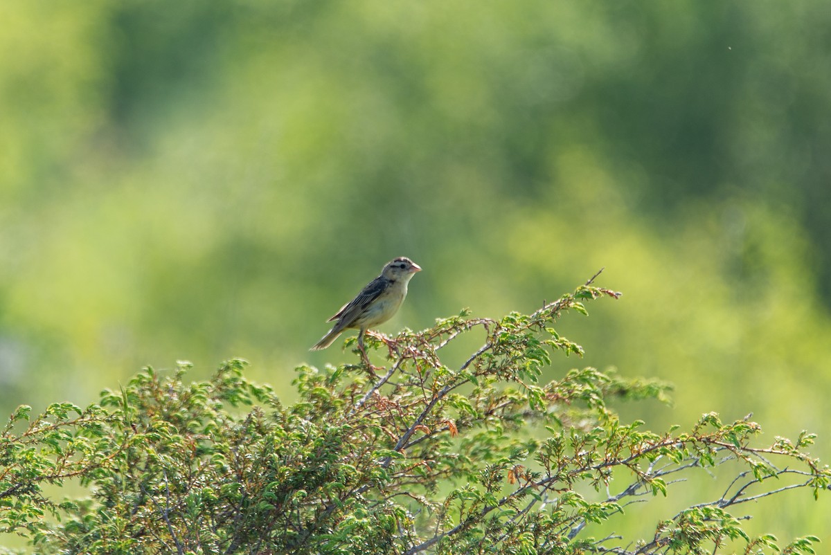 Bobolink - ML644628784