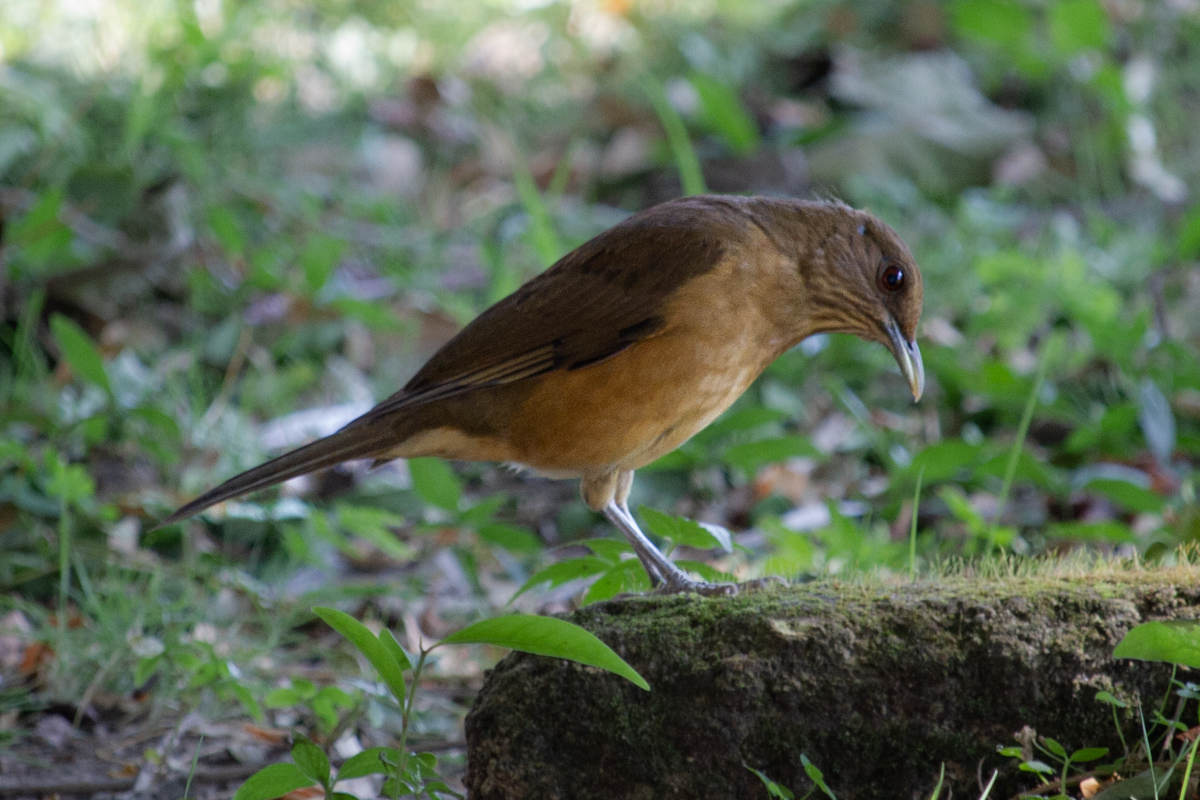 Merle fauve - ML644628788