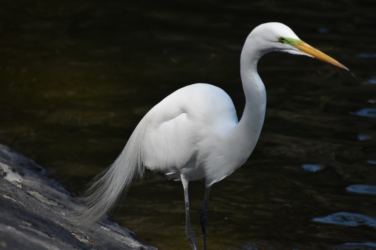 volavka bílá - ML644628825