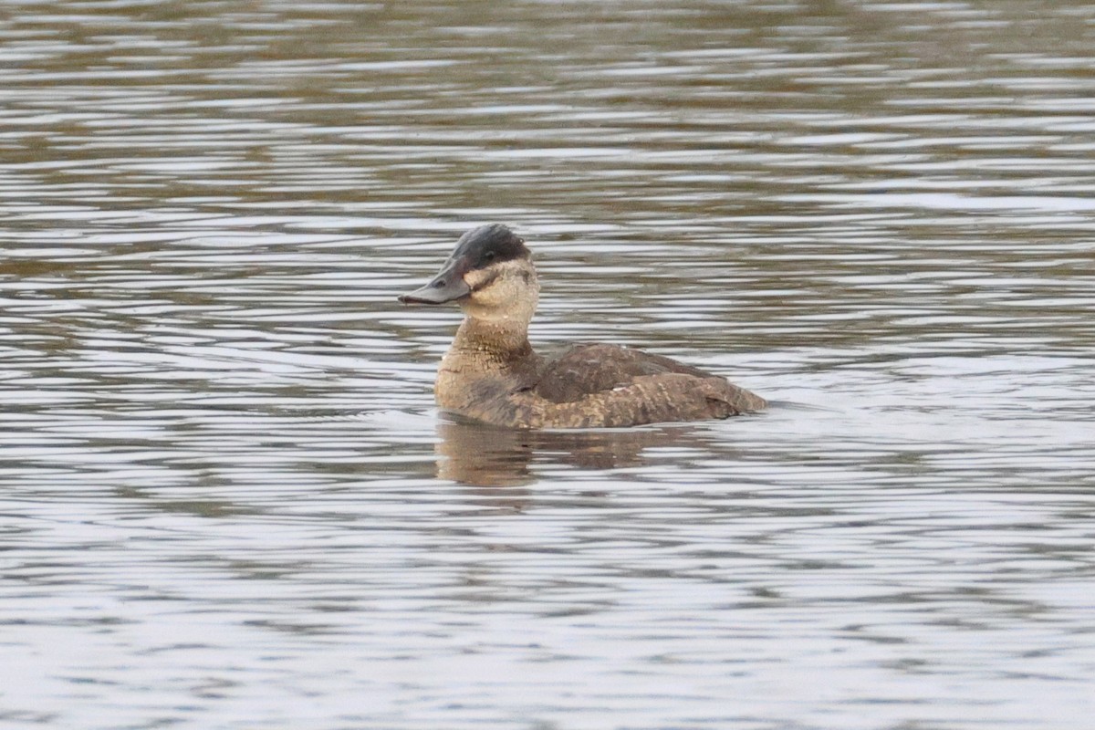 kachnice kaštanová - ML644628827