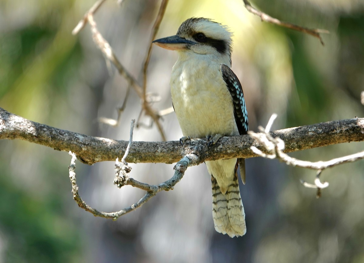 ledňák obrovský - ML644628828