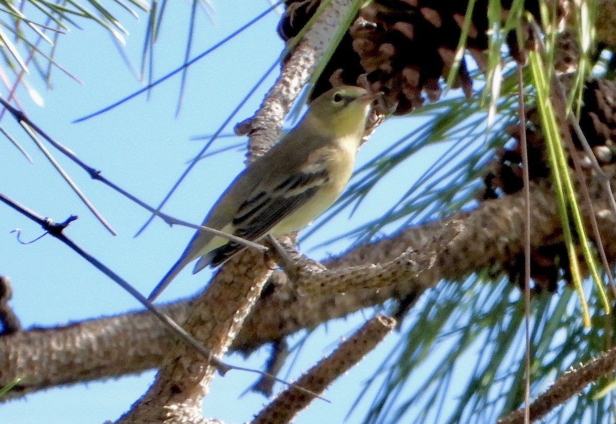 lesňáček borovicový - ML644628831