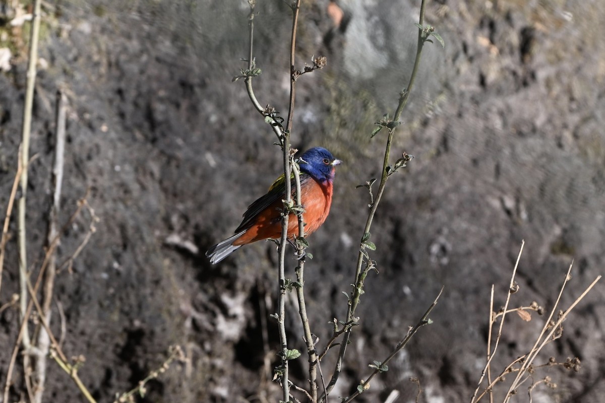 papežík zelenohřbetý - ML644628832