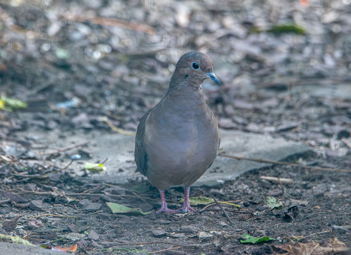 hrdlička karolínská - ML644628833