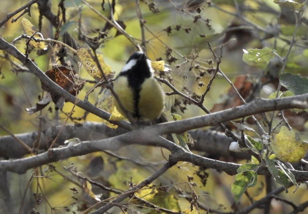 sýkora koňadra - ML644628834