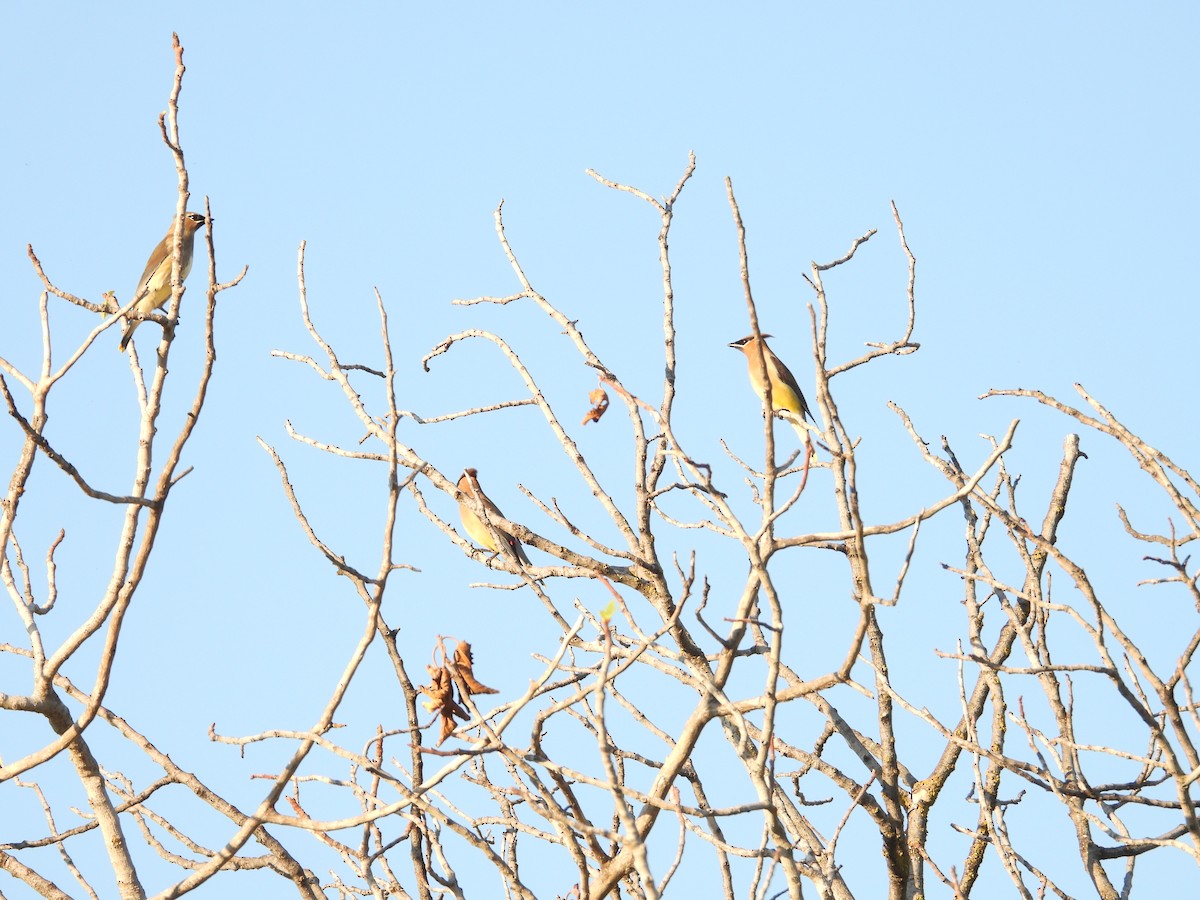 Jaseur d'Amérique - ML644628835