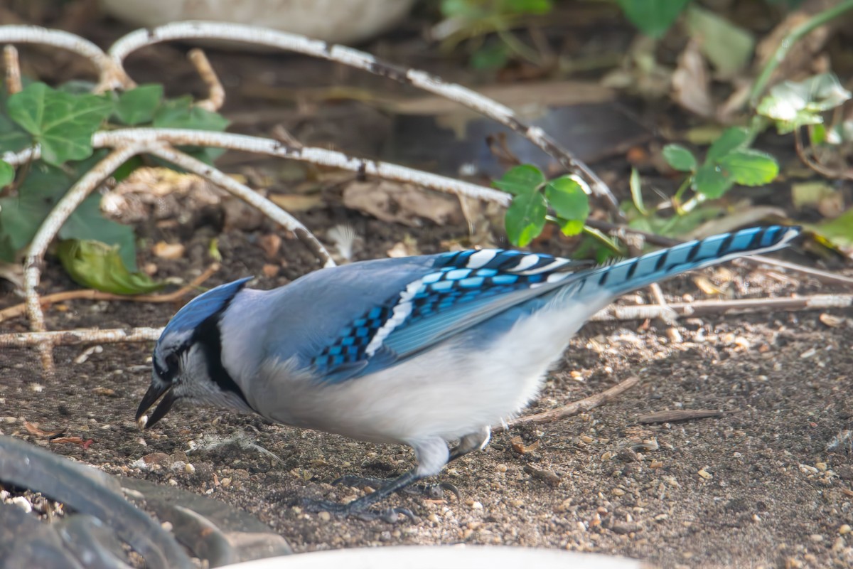 sojka chocholatá - ML644628836