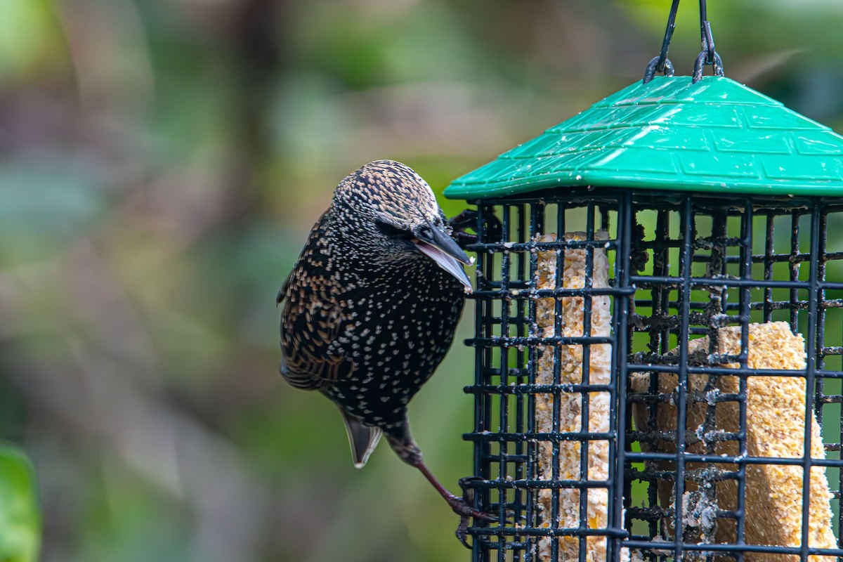 špaček obecný - ML644628837