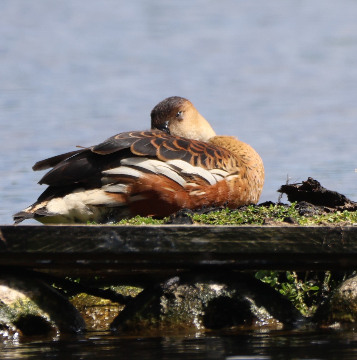 オオリュウキュウガモ - ML644628838