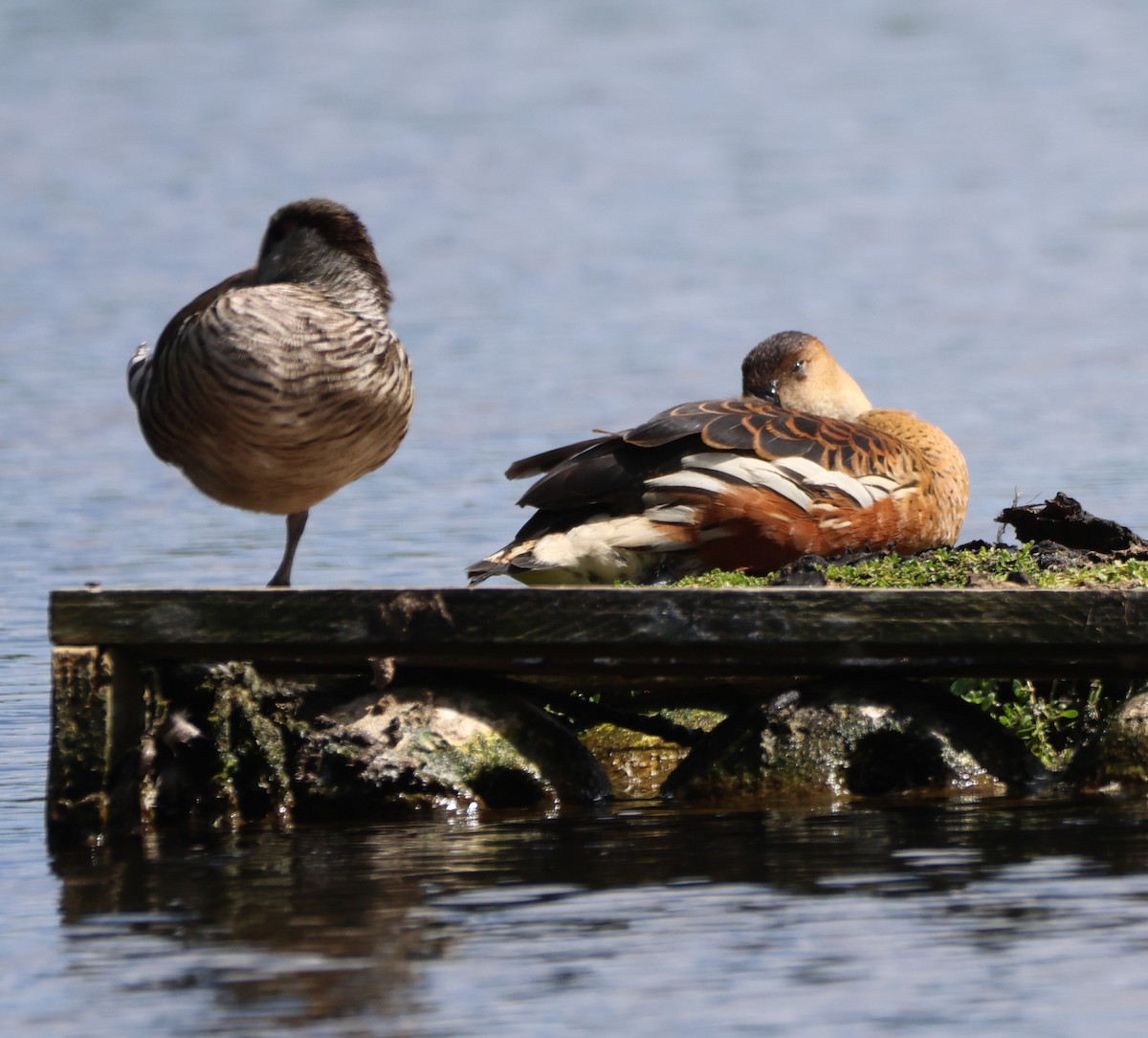 オオリュウキュウガモ - ML644628839