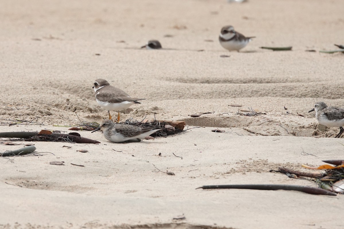 jespák srostloprstý - ML644628841