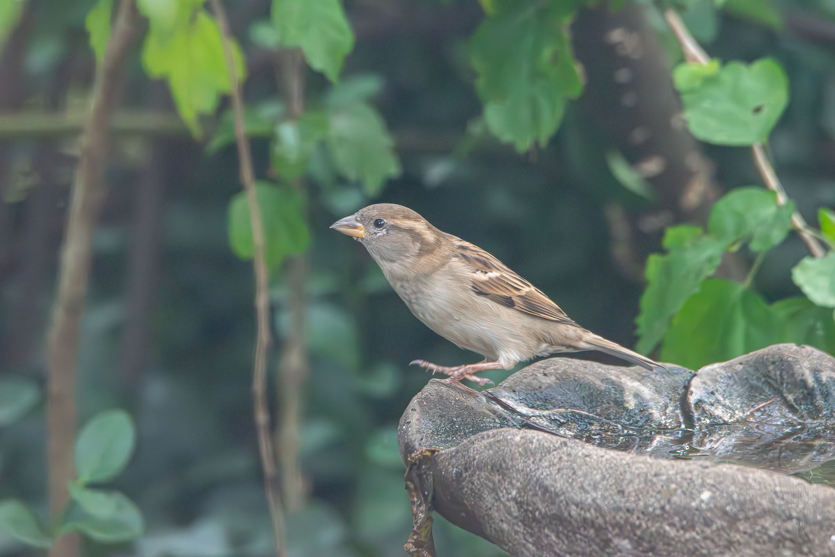 vrabec domácí - ML644628844