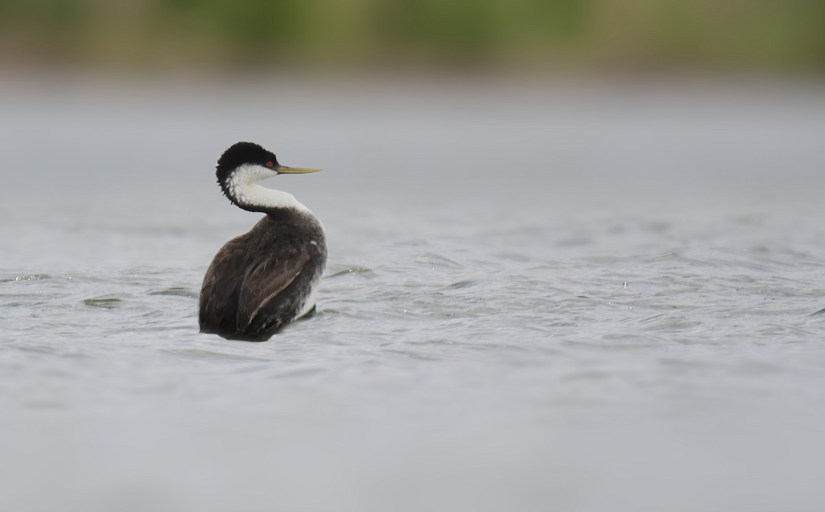 potápka západní - ML644628845