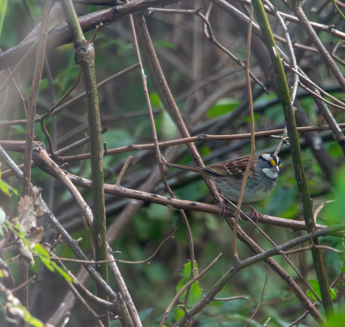 strnadec bělohrdlý - ML644628846