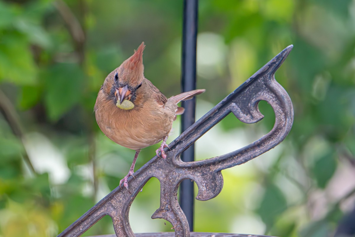 kardinál červený - ML644628848