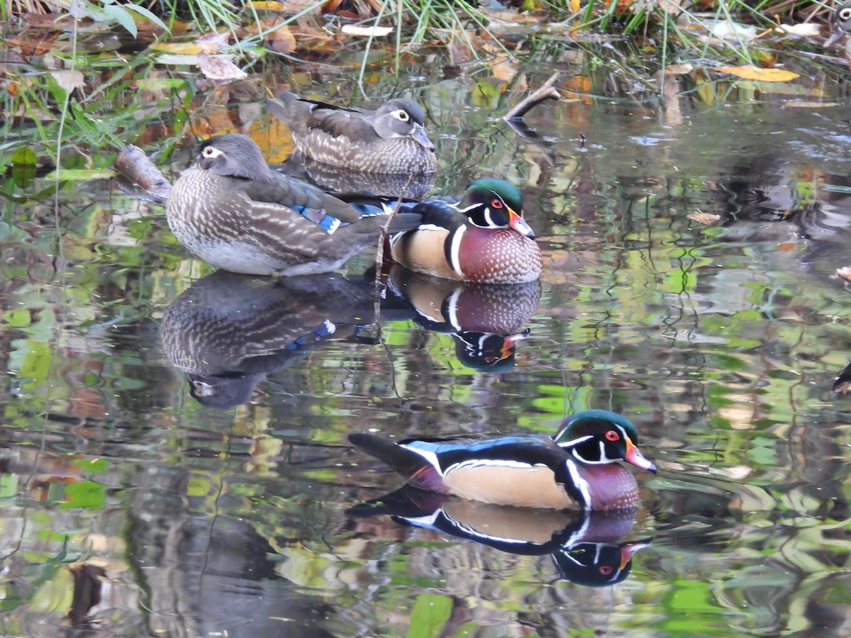 kachnička karolínská - ML644628849