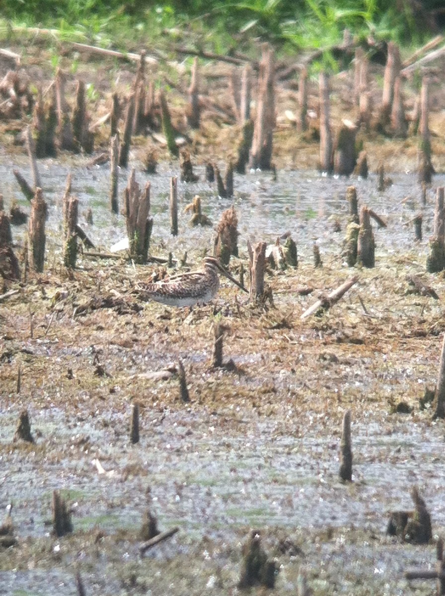 bekasina severoamerická - ML644628850