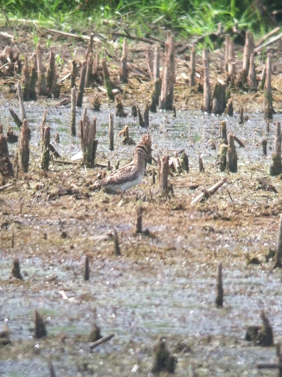 bekasina severoamerická - ML644628851