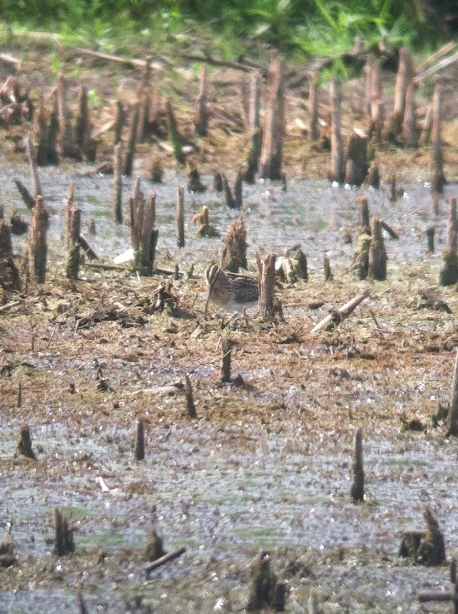 bekasina severoamerická - ML644628852